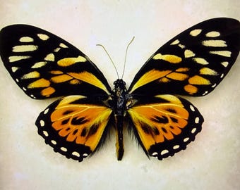 Zestaw 5 motyli Papilio Zagreus. Samiec jaskółczego ogona tygrysiego A1. Prawdziwe motyle. Nieoprawione. Peru