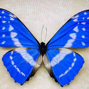 Cypris Morpho - Etsy