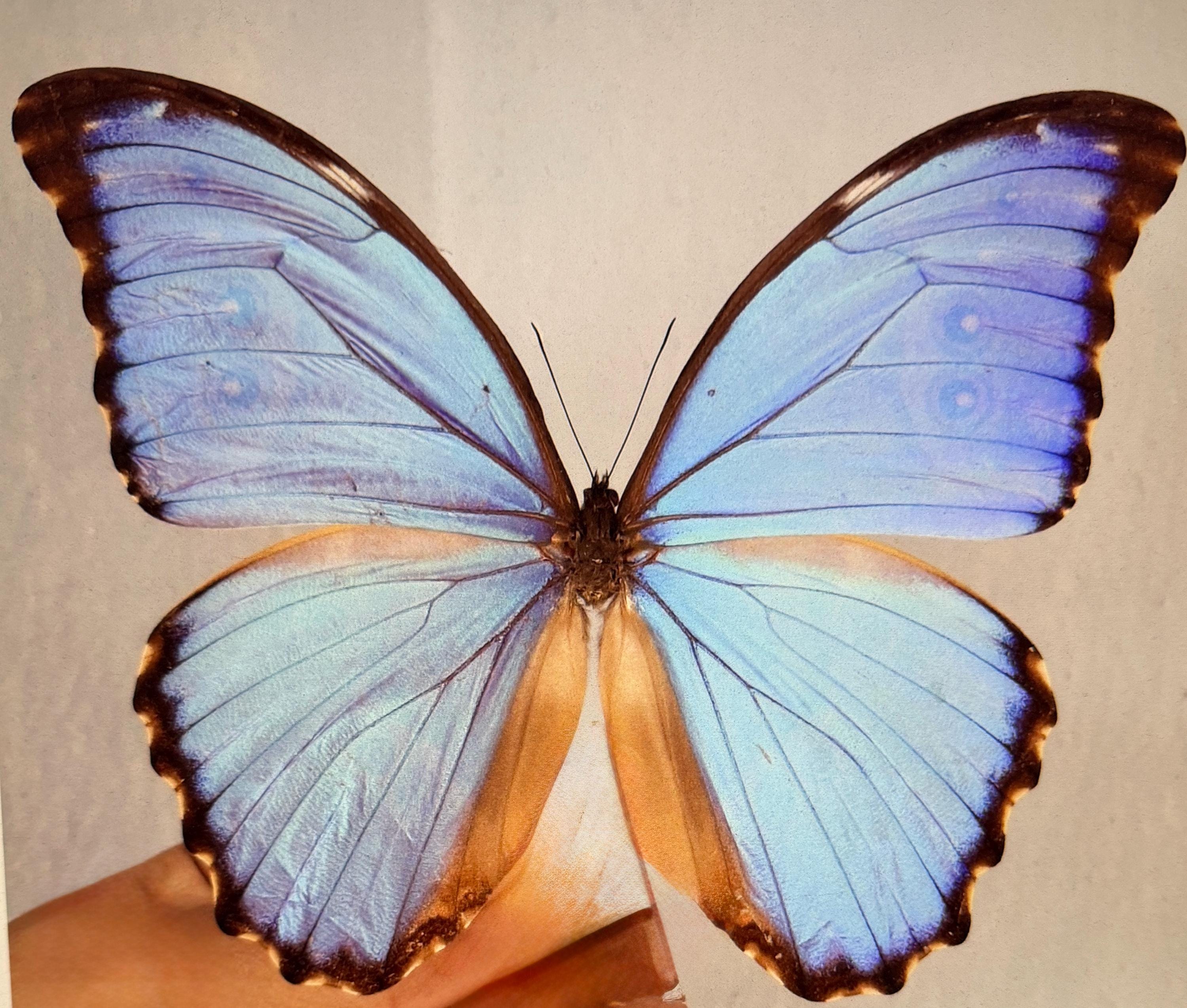 Morpho anaxibia - Etsy 日本