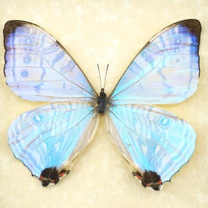 May include: A butterfly with light blue wings, patterned with darker blue and white. The wing tips have a dark brown border with red and black markings. The butterfly's body is black, set against a light beige background.