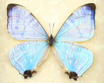 Set von 3 männlichen Morpho Sulkowskyi Schmetterlingen - Peru, A1 Zustand