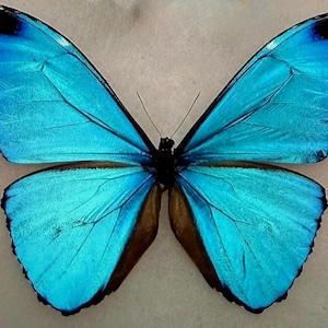 Morpho Absoloni - Etsy