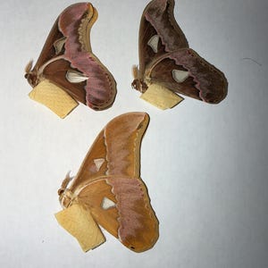 Puede incluir: Se muestran tres ejemplares de mariposa Atlas con patrones de alas marrones, beige y rosas. Cada mariposa tiene una forma de ala distintiva y está montada sobre un pequeño trozo rectangular de material beige. Las mariposas están dispuestas sobre un fondo blanco.