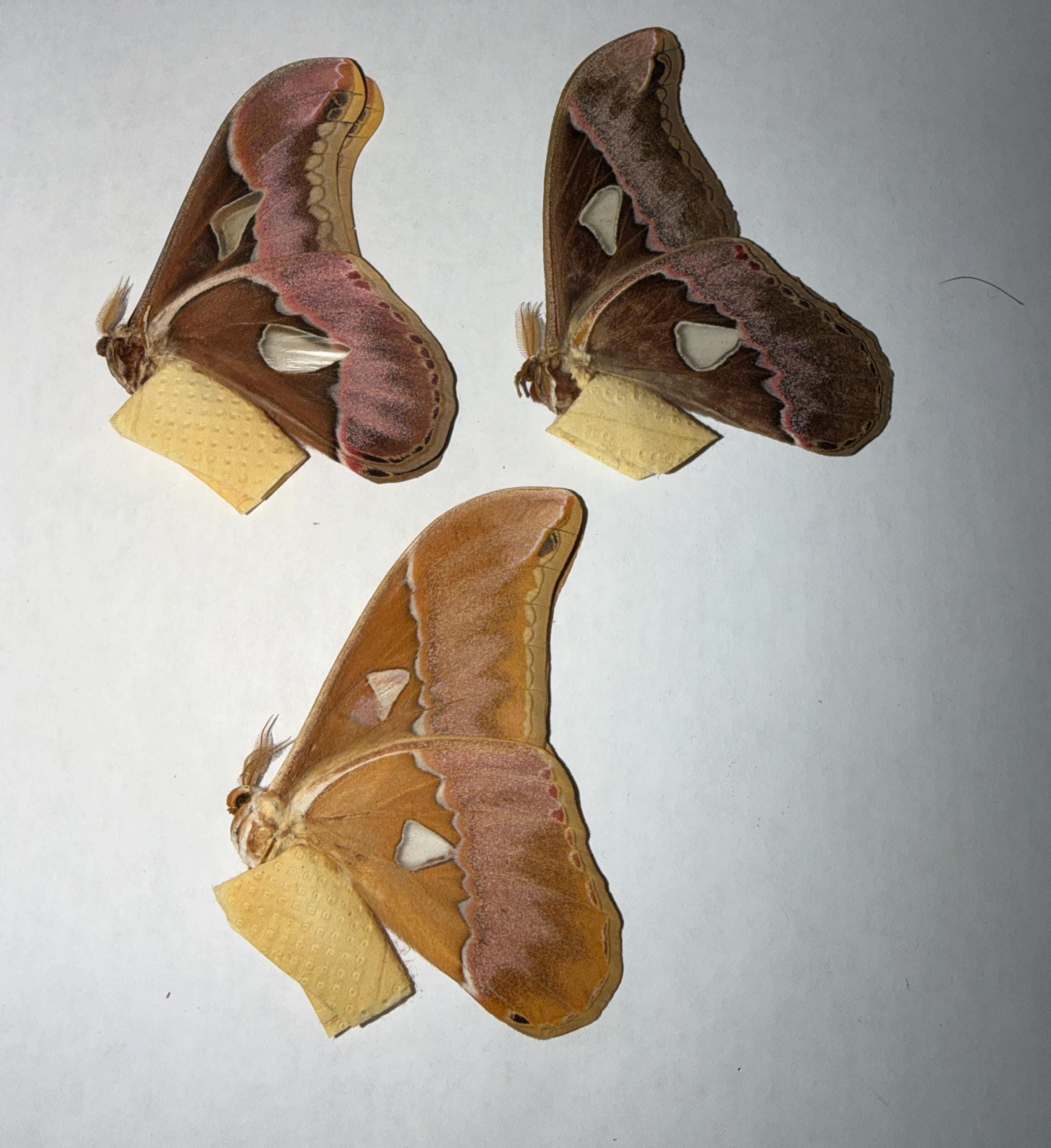 Saturniidae moth - Etsy 日本