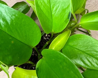 Neon Pothos | Epipremnum Aureum | Fully-rooted | Easy air-purifying indoor houseplant