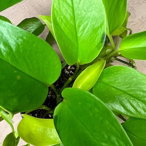 Neon Pothos | Epipremnum Aureum | Fully-rooted | Easy air-purifying indoor houseplant