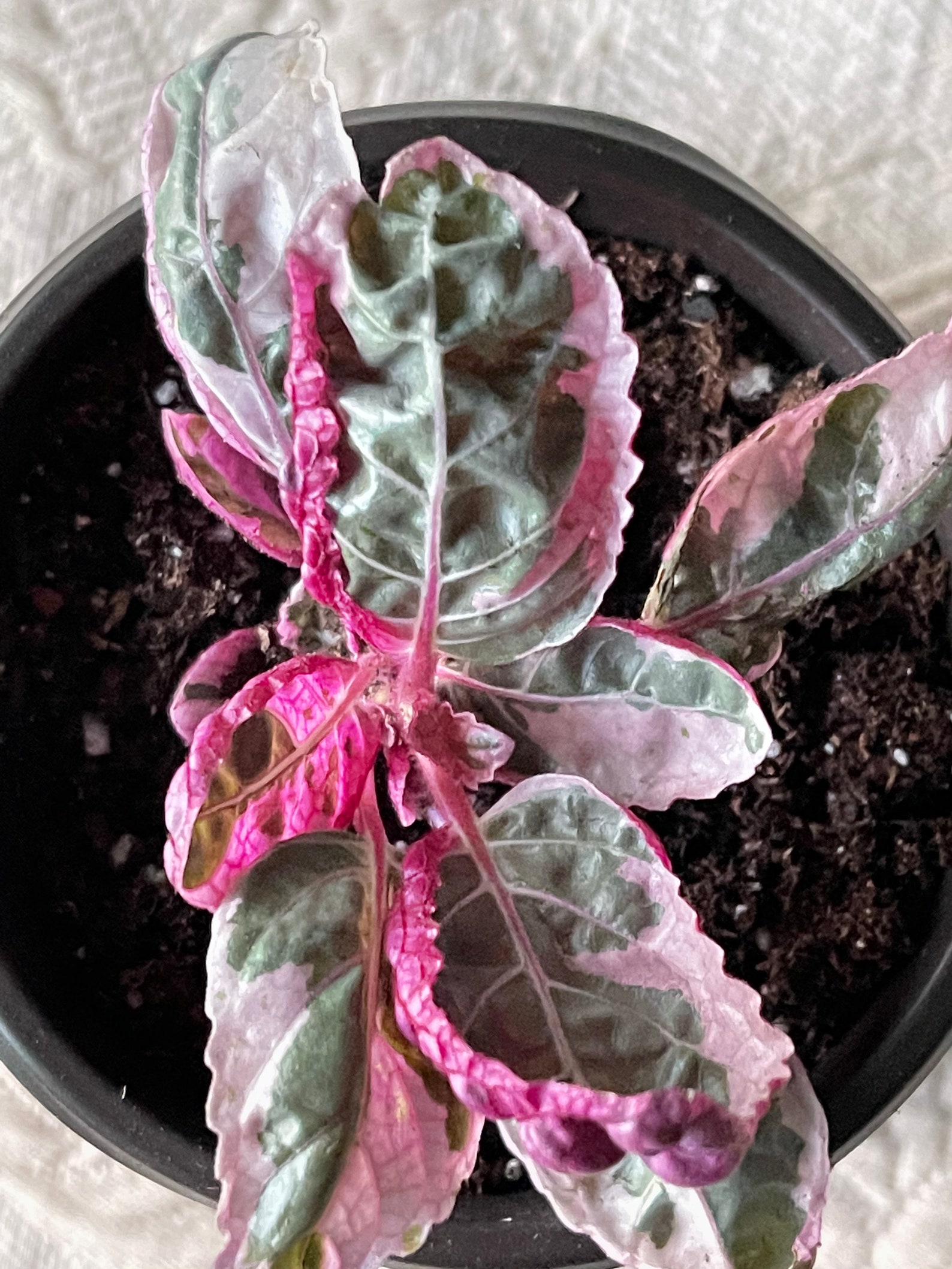 Waffle Plant Hemigraphis Alternata Snow White Purple Etsy