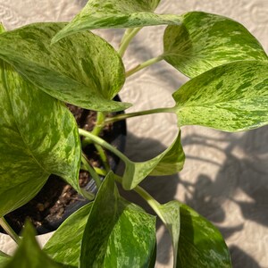 Marble Queen Pothos | Epipremnum Aureum | Easy air-purifying houseplant