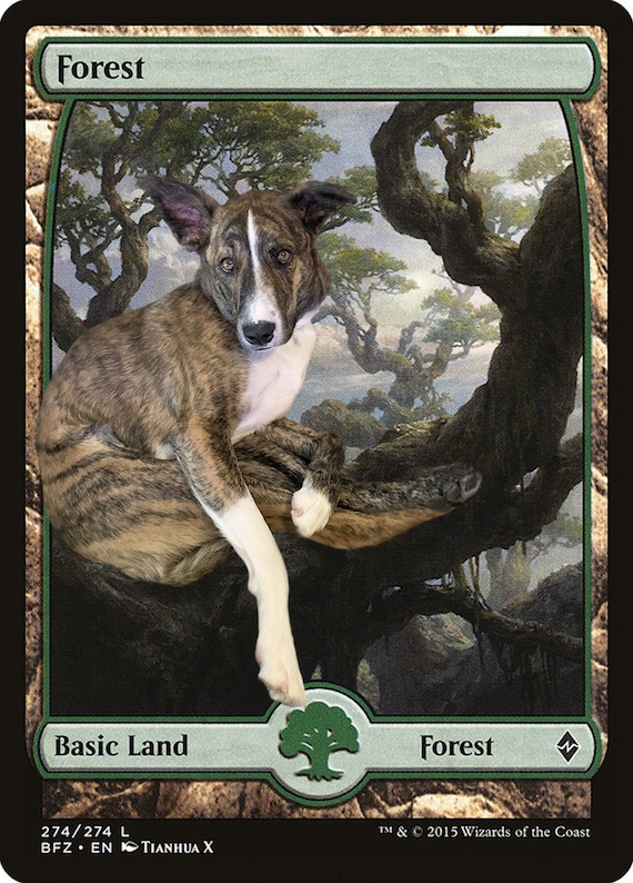 mtg dog card Rin and Seri, Inseparable Cats and Dogs Tribal Tokens Magic Comman – CommanderComplete Rin and Seri Custom Magic: the Gathering proxy