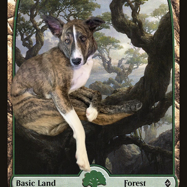 Personalized Pet Magic the Gathering Foil Land