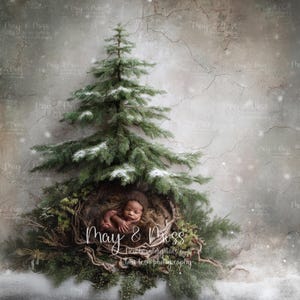 Nestled Beneath May’s Winter Evergreen Tree — May & Moss Digital Background | Lori Lesh Photography
