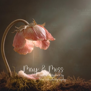 May include: A delicate, drooping pink flower with a curved stem, resting on a bed of moss. The image has a soft, diffused light and the text "May & Moss" is visible.
