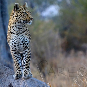 Leopard in Africa - Digital Download Color Photograph - Instant Download, Photo, Wildlife Photography