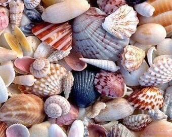 thumbnail: 24 Stuks Hangende Schelpen Decoratie Voor Kerst Of Feest - Strandthema Ornamenten Met Touw, 2 Maten