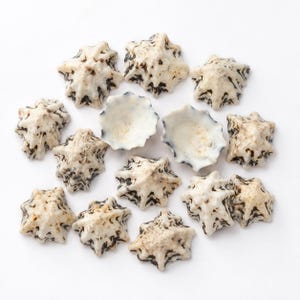 May include: A collection of small, star-shaped sea shells with a cream-colored base and dark brown, jagged, radial markings. The shells feature a pointed, conical structure with scalloped edges, and two are positioned to show their hollow interiors.