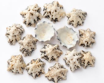 Star Limpet Shells 1–2.5cm, Natural Pacific Ocean Seashells, Small Star Shells, Coastal Decor, Beach Crafts, Nautical Shells