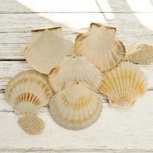 Natürliche Jakobsmuschelschalen | 3 mm Vorgebohrtes Loch |  11-12 cm Größe | Perfekt für Decoupage Handwerk, Muscheln, Muscheln, Muscheln und vieles mehr