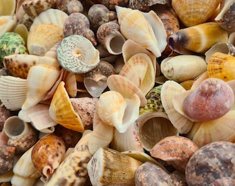 Beach Shells, Beach Seashells, Beach Shell Decor, Craft Shells, Craft Seashells, Seashells For Crafting, Shells For Wedding, Shells For Art