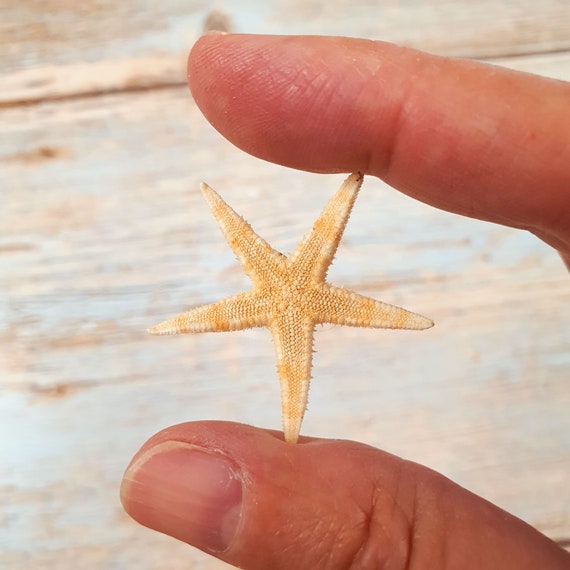 Small Natural Flat Starfish 2-3cm / Mini Flat Starfish / Sea Stars for  Crafts, Art, Shell Crafts, Resin Art / Wholesale Shell Supply -  Finland