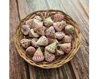 Troca Strawberry Seashells /  Natural Pink and White "Turban" Cone shaped Sea Shells / Shell Crafts / Terrarium Shells / Hermit Crab Shells