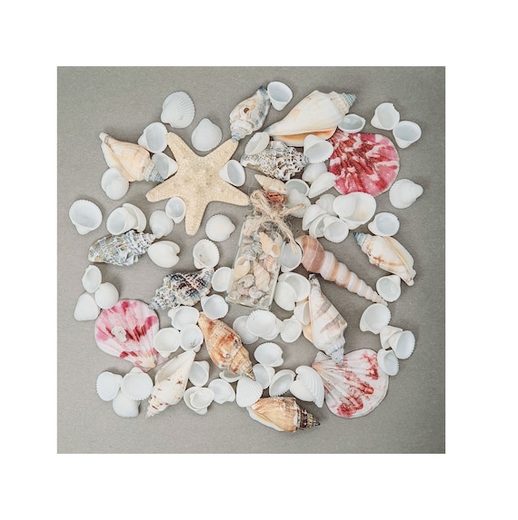 Mixed Shells Natural Shells and Starfish Miniature Beach in a Bottle /  Craft Shells / Beach Shell Supply / Shells for Arts & Crafts 