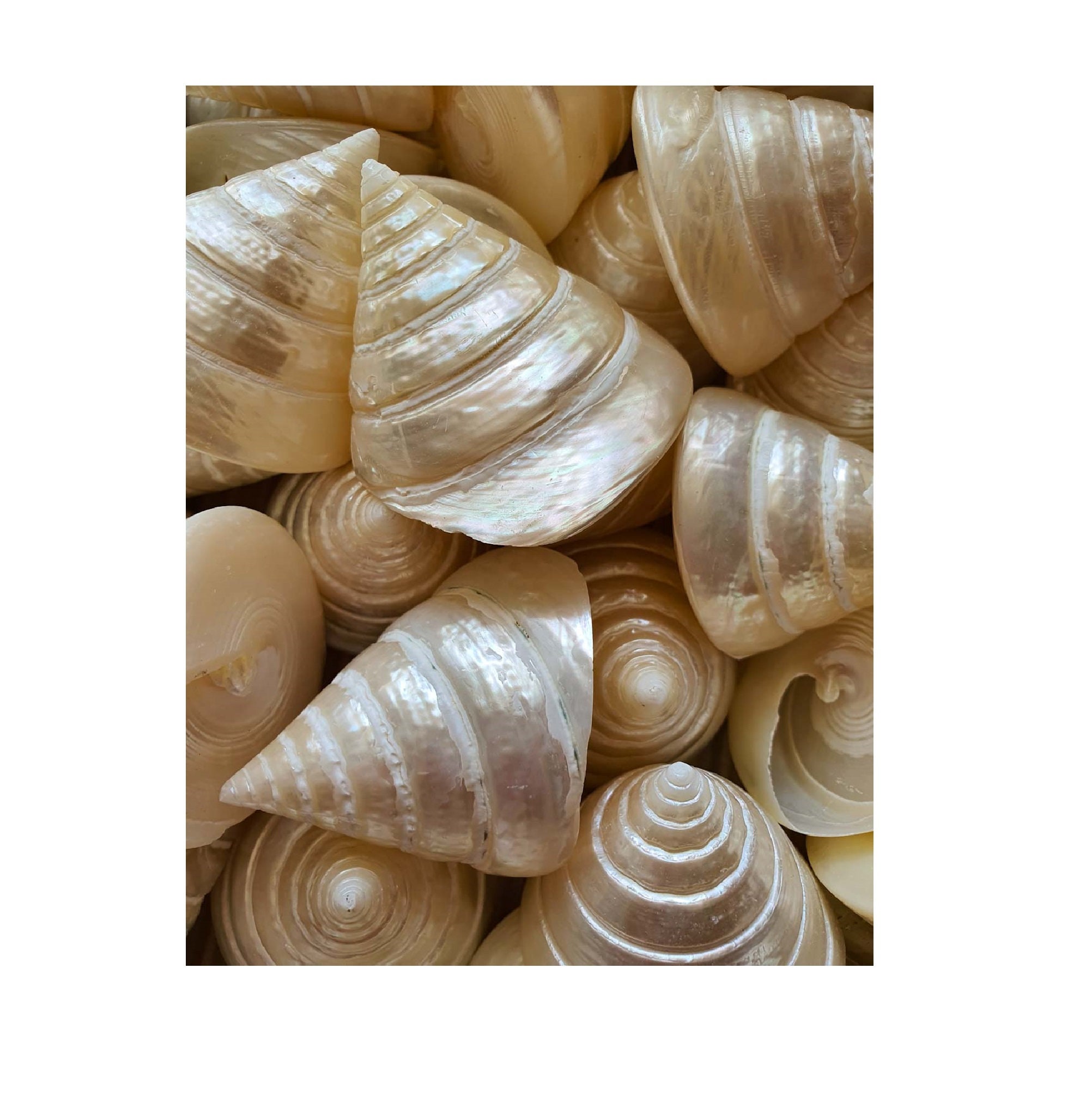 24PC Pearl Seashells, Astrea Pearl Turban Shells, Pearl Turbo Shells, –  Beach Grass Cottage - Artisan Handmade Beach Decor