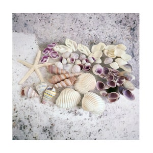 Mixed Shells Pink & Purple Shell Supply- Wedding Decor, Jewelry, Terrariums, Resin Crafts, Nautical Designs and Shell-Inspired Coastal Chic