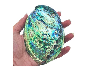 Paua Shell - Impresionante concha de mar Paua de abulón natural pulido de Nueva Zelanda / 10-13 cm / Conchas coleccionables para meditación / Manchas / Decoración del hogar de playa