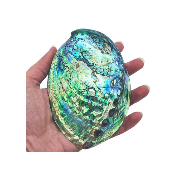 Paua Shell - Stunning Polished Natural NZ Abalone Paua Sea Shell / 10-13cm / Collectable Shells for Meditation / Smudging / Beach Home Decor