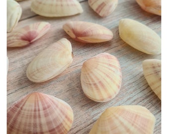 Sunrise Tellin Shell Pairs / Natural Pink Pastel Clam Seashells /Seashell Supplies / DIY Craft Shells Pastel Wedding Sea Shells Beach Supply