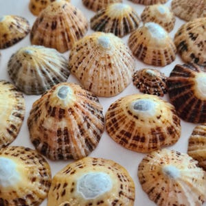 May include: A collection of conical limpet shells featuring radial ridges and a color palette of cream, tan, and dark brown. Each shell displays a distinct apex with a light-colored center, showcasing natural patterns and textures in various sizes.