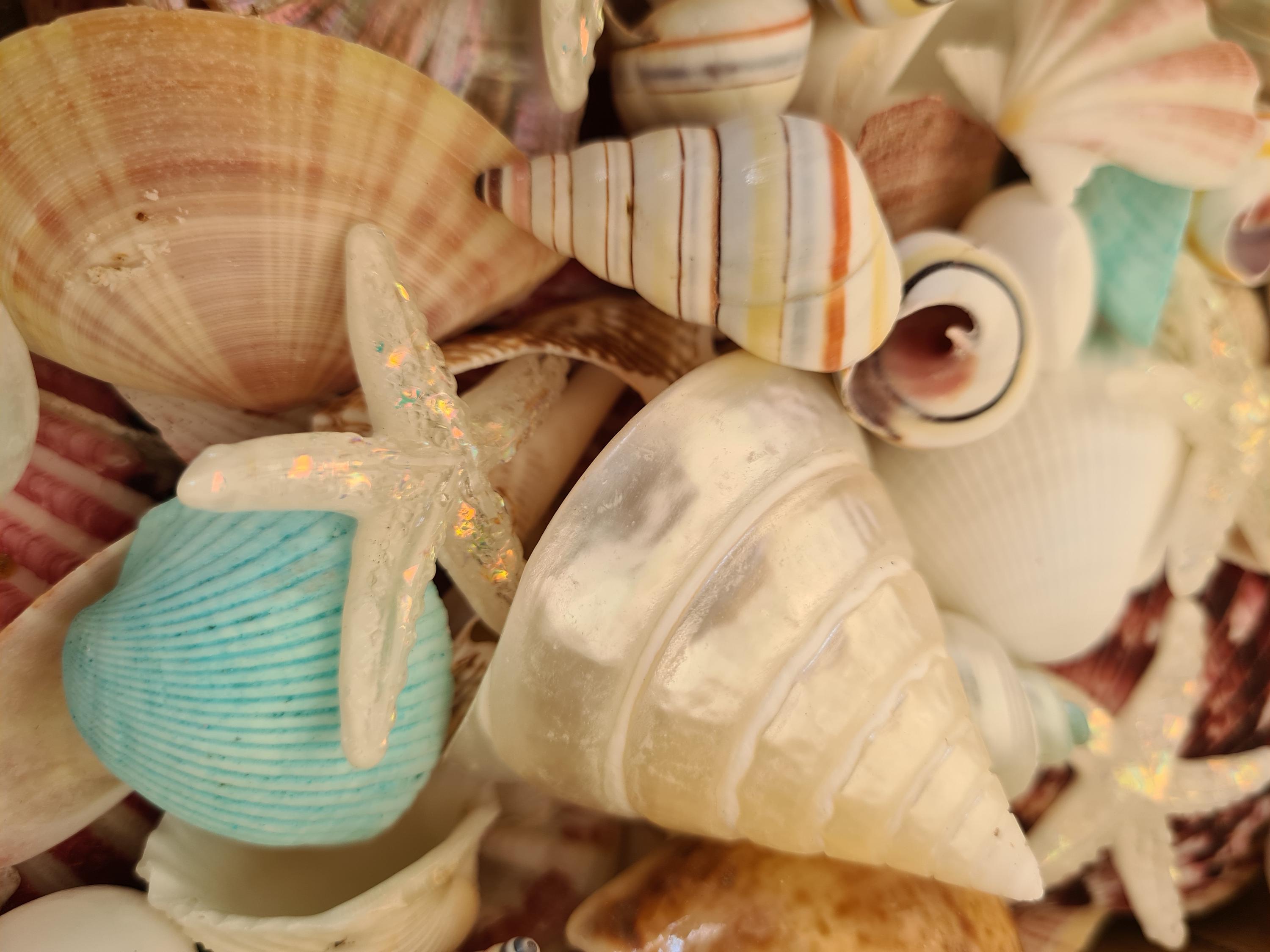 TEN (10) PEARL TECTUS STELLATUS SEA SHELLS 1-1/4 to 1-1/2 BEACH DECOR