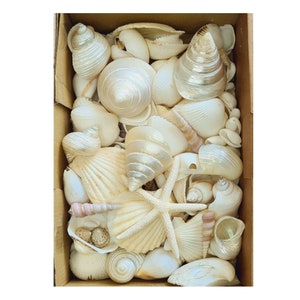 Deluxe Mixed White Sea Shells / 1 kg / White Wedding Beach Shells / White & Pearl Scatter Display Shells / Shell Supply / Beach House Decor