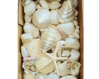 Op de afbeelding: Een verzameling witte schelpen in verschillende vormen en maten, inclusief een zeester, in een kartonnen doos.