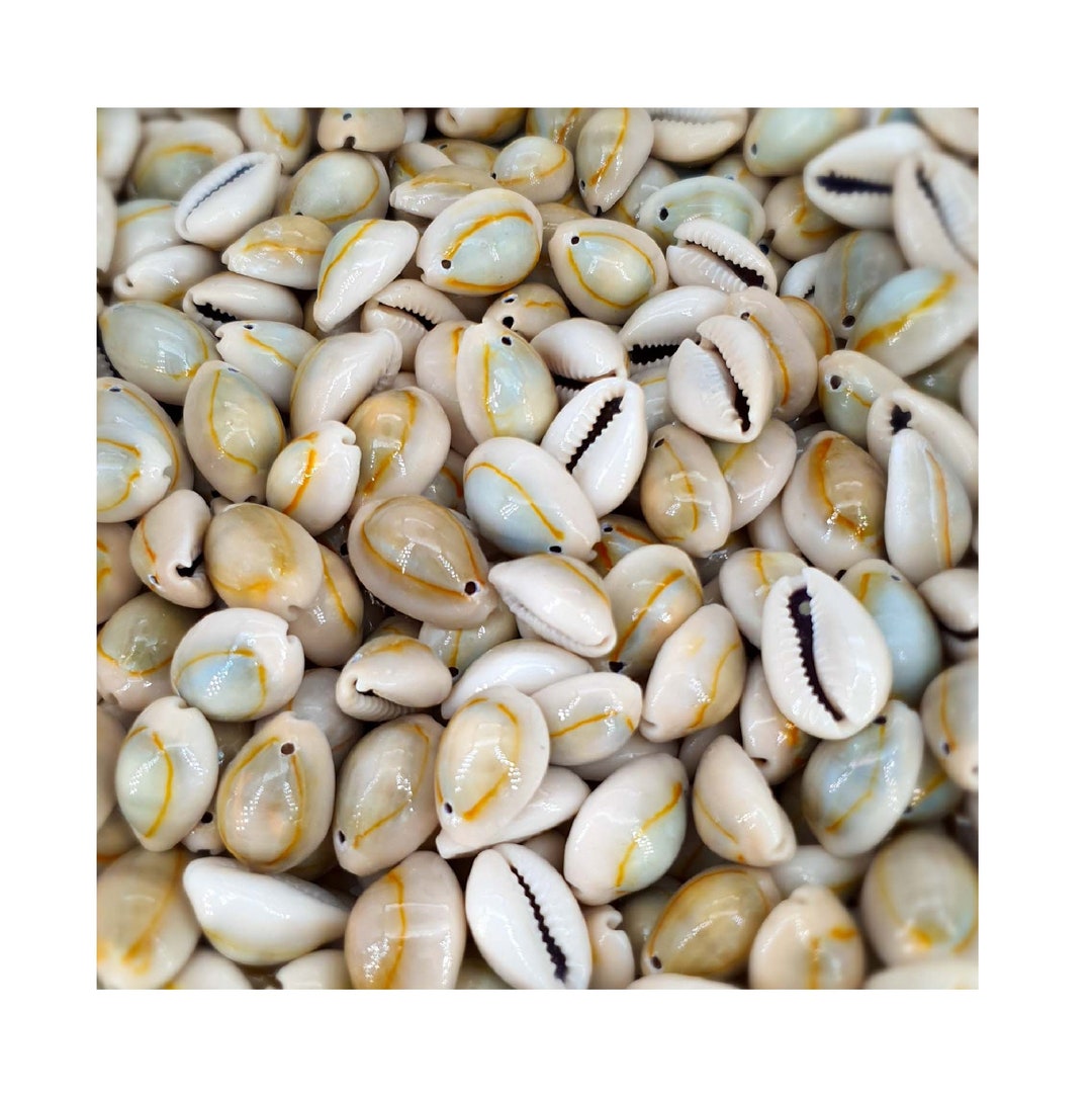 Cowrie Shell Beads Drilled Cowrie / Cowry Beads / Cyprea / Money