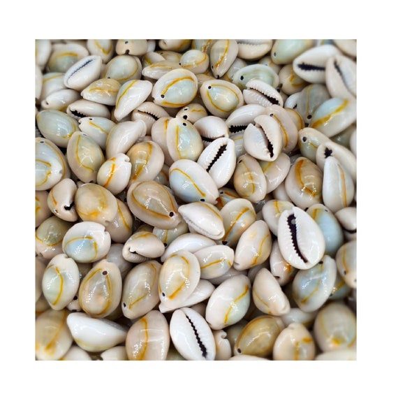 Cowrie Shell Beads - Drilled Cowrie / Cowry Beads / Cyprea Moneta / Money  Shell Beads / Crafts Art Jewelry Shells / Small Seashell Beads