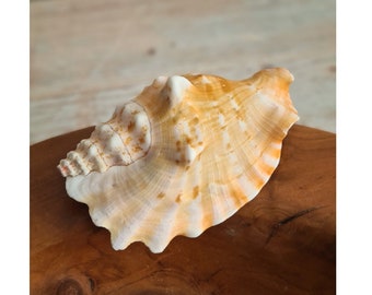 Concha Laciniata (Sinustrombus Sinuatus) Concha / 7-10cm / Decoración de concha inspirada en el océano / Concha de playa / Estilo de núcleo costero / Boda en la playa