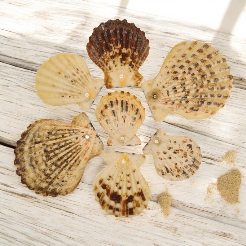 K&ouml;nnte beinhalten: Draufsicht auf sieben Muscheln in verschiedenen Gr&ouml;&szlig;en und Farben. Die Muscheln sind haupts&auml;chlich beige, hellbraun und braun, mit gesprenkelten Mustern. Einige Muscheln haben einen perlenartigen Akzent. Ein kleiner Sandhaufen ist sichtbar.