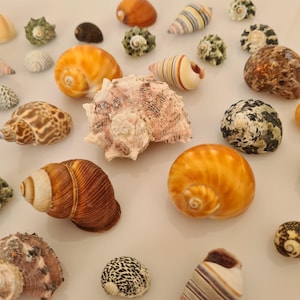Hermit Crab Shells | 30 Mixed Size Seashells | Perfect Hermit Crab Crabitat, Natural shelter for Hermit Crabs to Live in, Thrive and Hide image 2
