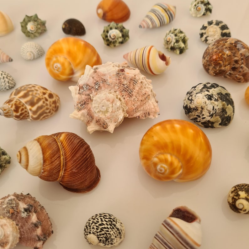 Hermit Crab Shells | 30 Mixed Size Seashells | Perfect Hermit Crab Crabitat, Natural shelter for Hermit Crabs to Live in, Thrive and Hide image 2