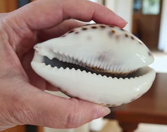 タカラガイ、貝殻 XLタイガータカラガイ貝殻 | プレミアム品質 | 3-3/4インチ - 4インチ