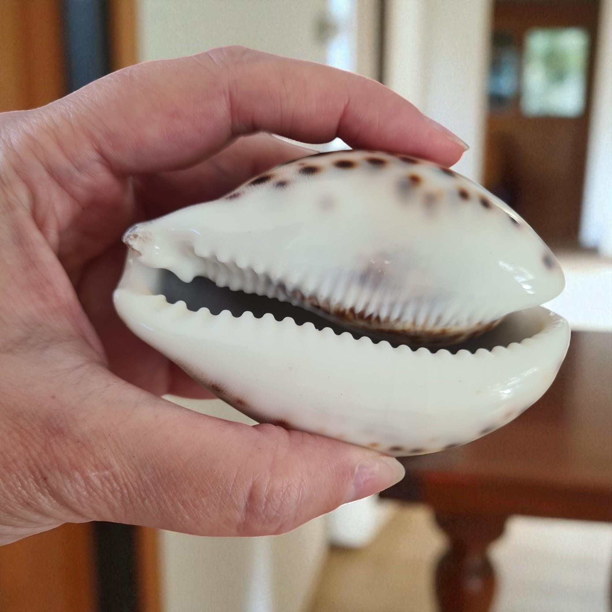 XLタイガータカラガイ貝殻 | プレミアム品質 | 3-3/4インチ - 4インチ