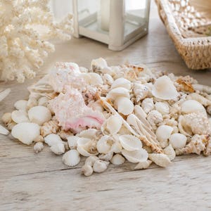 Könnte beinhalten: Eine Ansammlung von Muscheln in verschiedenen Formen und Größen, von Weiß über Creme bis hin zu Beige, mit einigen rosa Akzenten. Dazu gehören Schneckenhäuser und kleine, runde Muscheln. Ein weißer Seestern und Korallen sind ebenfalls zu sehen.