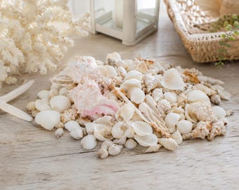 May include: A collection of seashells in various shapes and sizes, including conch shells and small, round shells. The shells are in shades of white, cream, and tan, with a few pink accents. A white starfish and coral are also visible.