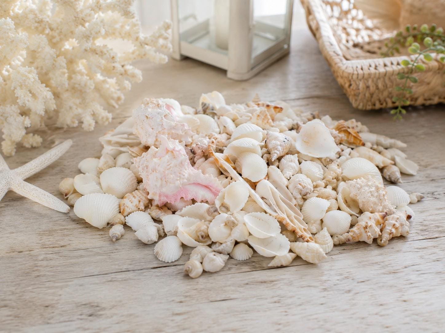 Mixed White Sea Shells