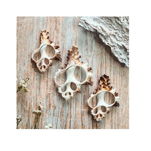 May include: Three white seashells with brown markings, arranged on a wooden surface. The shells have a unique, intricate design with multiple openings.
