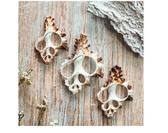 May include: Three white seashells with brown markings, arranged on a wooden surface. The shells have a unique, intricate design with multiple openings.