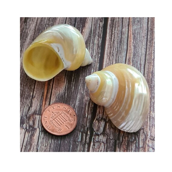 Turbo Goldmouth Polished Seashell / Turbo Chrysostomus / 3-4 Cm