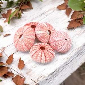 Natural Pink Sea Urchins / Pink Urchin 3-4cm / Air Plant Holders/ Coastal Style Accents