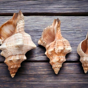 FOXHEAD Spiral Shell Fasciolaria Trapezium Big Seashell / Natural Shell Ornament / Air Plant Shell / Coastal Style Shell Decor image 1